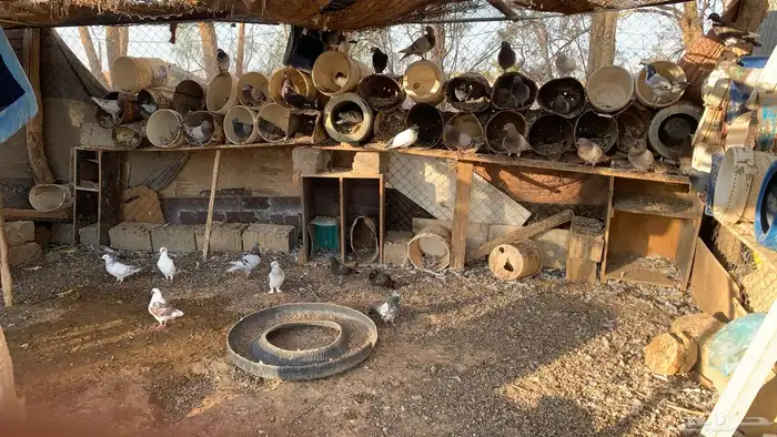 حمام نوع سلفر ونوع عادي 21 جوز 0