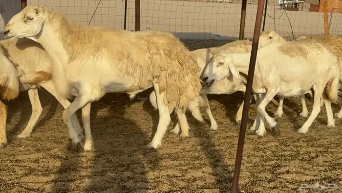 غنم حريات حرش دفيع مفاصيل علي ولاده عددها 34 معه 4 والفحل 7