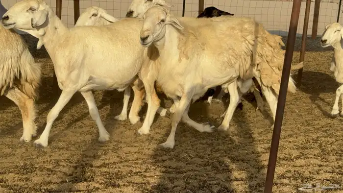 غنم حريات حرش دفيع مفاصيل علي ولاده عددها 34 معه 4 والفحل 18