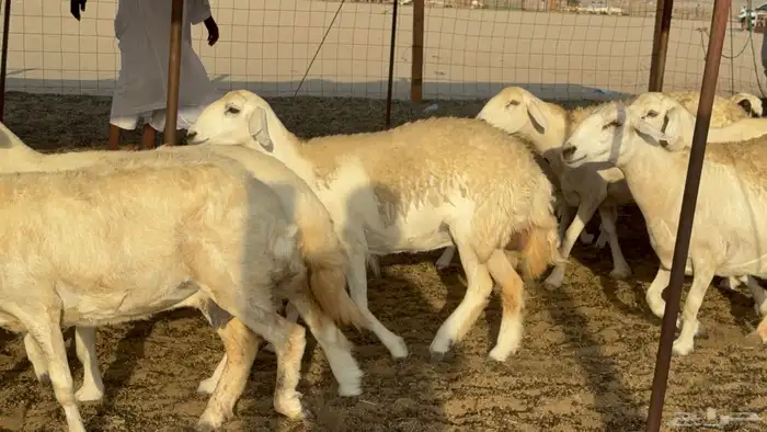 غنم حريات حرش دفيع مفاصيل علي ولاده عددها 34 معه 4 والفحل 9