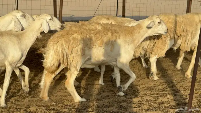 غنم حريات حرش دفيع مفاصيل علي ولاده عددها 34 معه 4 والفحل 5
