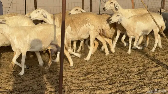 غنم حريات حرش دفيع مفاصيل علي ولاده عددها 34 معه 4 والفحل 24