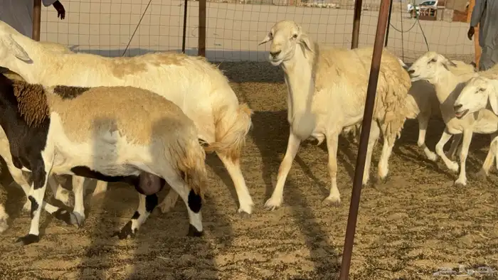 غنم حريات حرش دفيع مفاصيل علي ولاده عددها 34 معه 4 والفحل 6