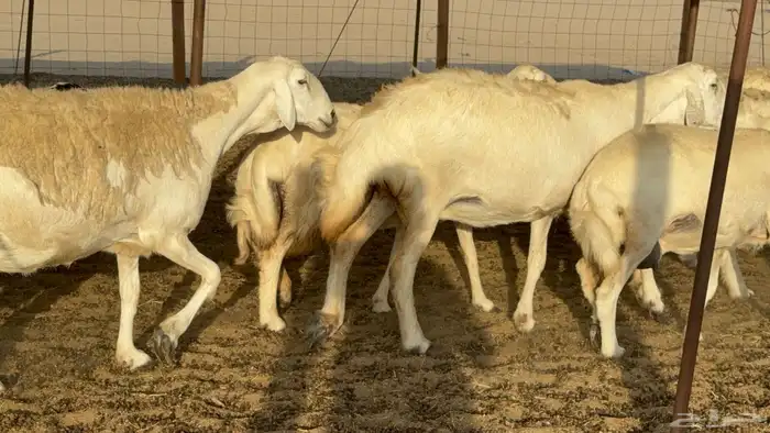 غنم حريات حرش دفيع مفاصيل علي ولاده عددها 34 معه 4 والفحل 4