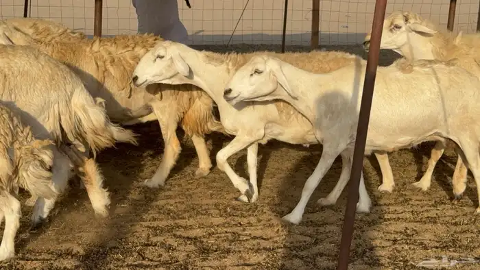 غنم حريات حرش دفيع مفاصيل علي ولاده عددها 34 معه 4 والفحل 28