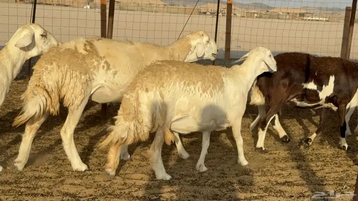 غنم حريات حرش دفيع مفاصيل علي ولاده عددها 34 معه 4 والفحل 13