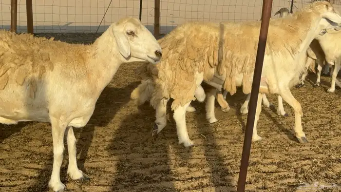غنم حريات حرش دفيع مفاصيل علي ولاده عددها 34 معه 4 والفحل 14