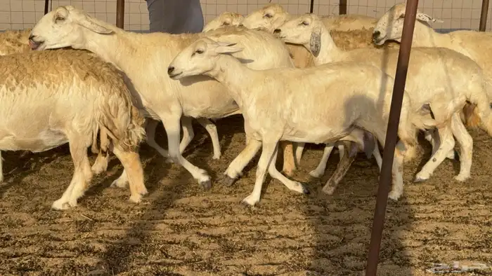 غنم حريات حرش دفيع مفاصيل علي ولاده عددها 34 معه 4 والفحل 27