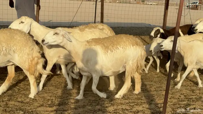 غنم حريات حرش دفيع مفاصيل علي ولاده عددها 34 معه 4 والفحل 0