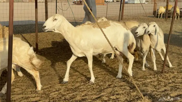 غنم حريات حرش دفيع مفاصيل علي ولاده عددها 34 معه 4 والفحل 16