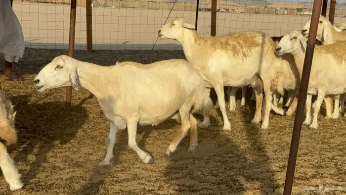غنم حريات حرش دفيع مفاصيل علي ولاده عددها 34 معه 4 والفحل 22