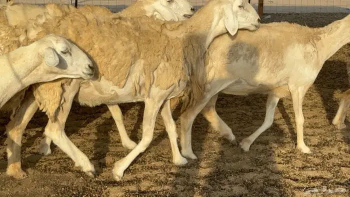 غنم حريات حرش دفيع مفاصيل علي ولاده عددها 34 معه 4 والفحل 3