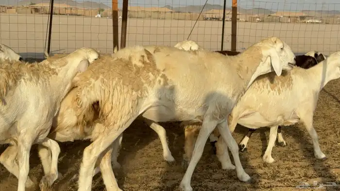 غنم حريات حرش دفيع مفاصيل علي ولاده عددها 34 معه 4 والفحل 17