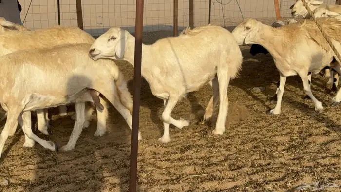 غنم حريات حرش دفيع مفاصيل علي ولاده عددها 34 معه 4 والفحل 23
