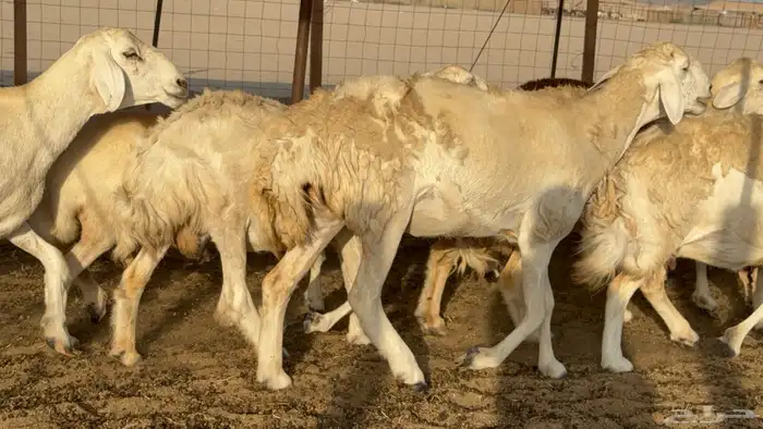 غنم حريات حرش دفيع مفاصيل علي ولاده عددها 34 معه 4 والفحل 29