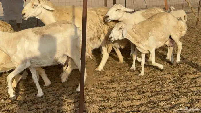 غنم حريات حرش دفيع مفاصيل علي ولاده عددها 34 معه 4 والفحل 26