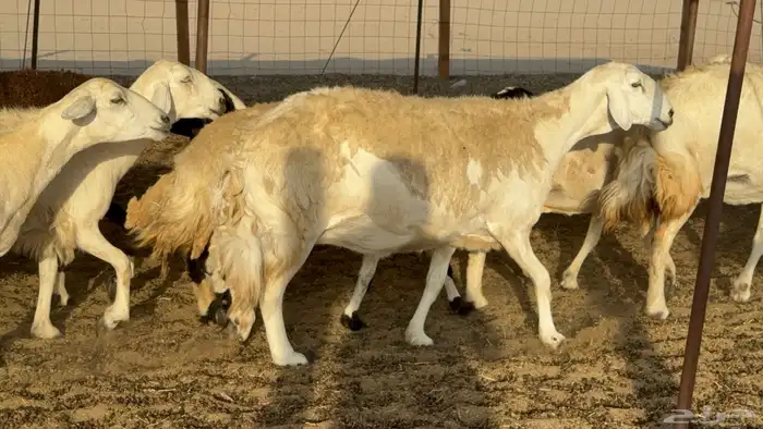 غنم حريات حرش دفيع مفاصيل علي ولاده عددها 34 معه 4 والفحل 1