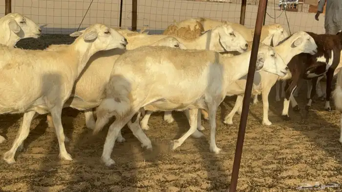 غنم حريات حرش دفيع مفاصيل علي ولاده عددها 34 معه 4 والفحل 12