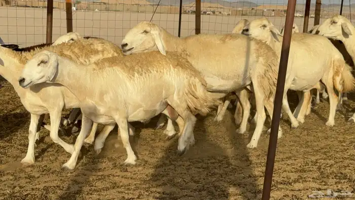 غنم حريات حرش دفيع مفاصيل علي ولاده عددها 34 معه 4 والفحل 19