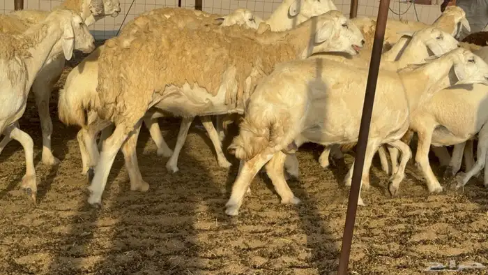 غنم حريات حرش دفيع مفاصيل علي ولاده عددها 34 معه 4 والفحل 11