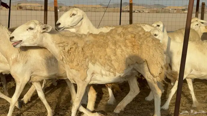غنم حريات حرش دفيع مفاصيل علي ولاده عددها 34 معه 4 والفحل 21