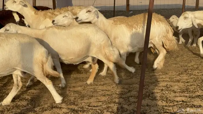 غنم حريات حرش دفيع مفاصيل علي ولاده عددها 34 معه 4 والفحل 25