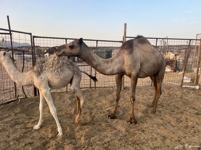 بكره خلفه تحتها قعود (تم البيع ) 0