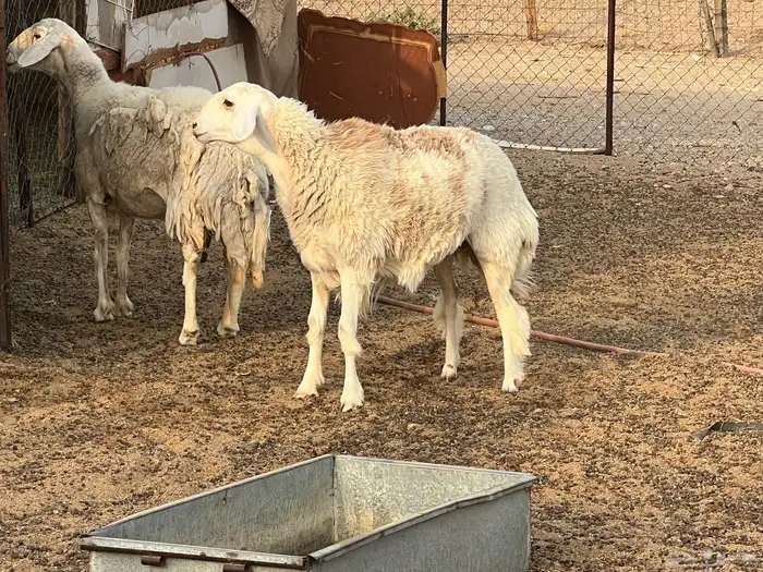 نعجه وبنتها دفيع 7