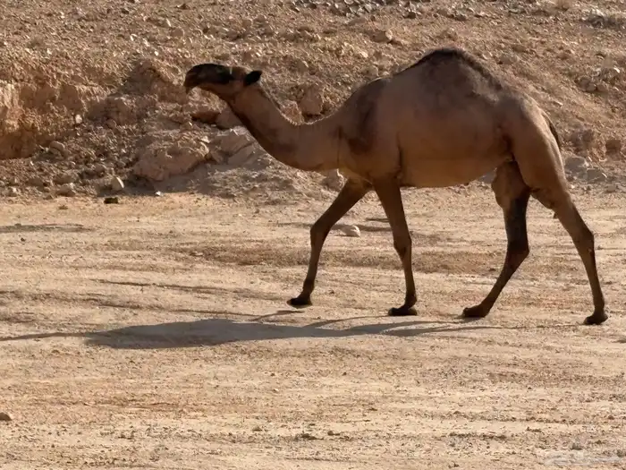 لقية صفرا 0