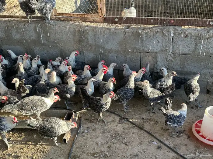 دجاج فيومي العمر اسبوع وشهرين واربع شهور 4