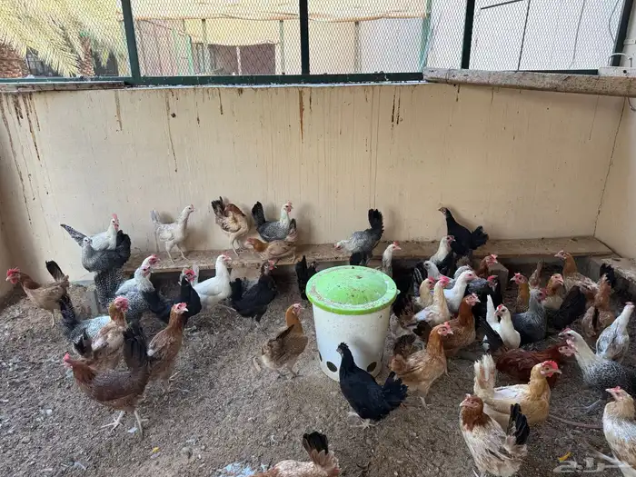 دجاج وديكه بلدي للبيع بياض وبشاير 2