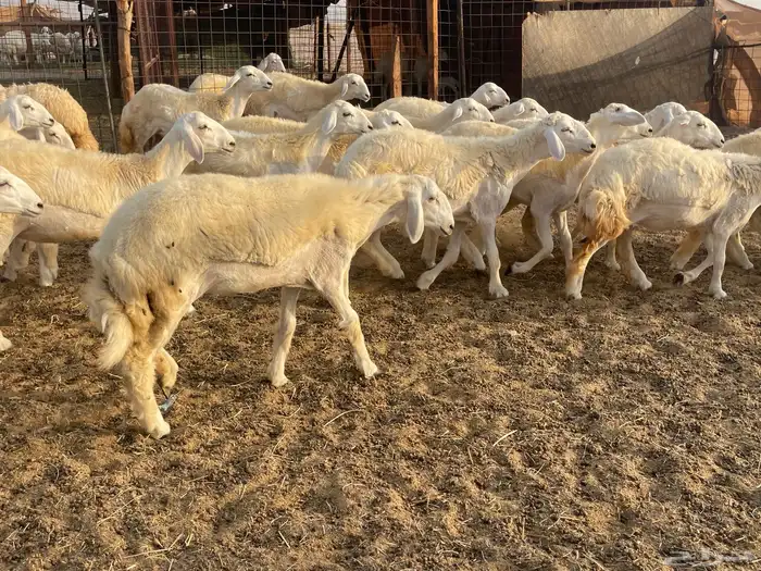 رخال مقاني 9