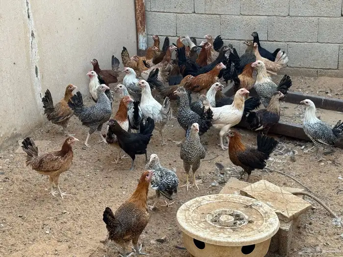 دجاج وديكه بلدي للبيع بياض وبشاير 3