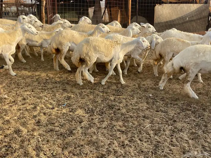 رخال مقاني 7