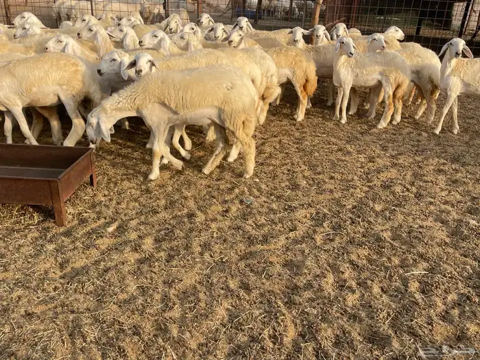 رخال مقاني 11