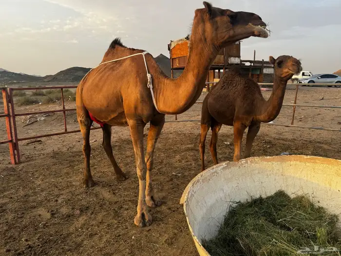 للبيع عشرا معها بكره ومعشر ساحلية 0