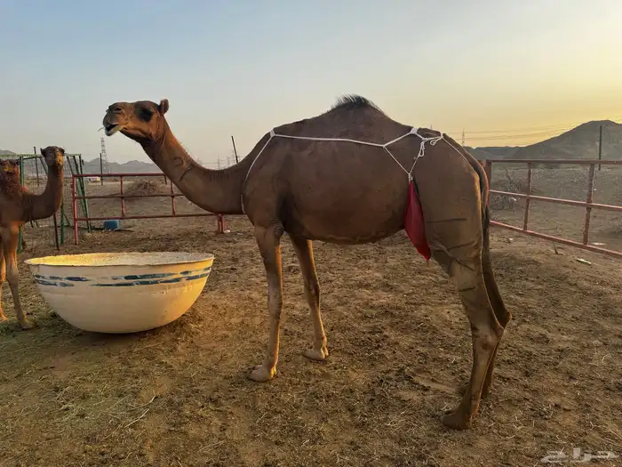 للبيع عشرا معها بكره ومعشر ساحلية 14