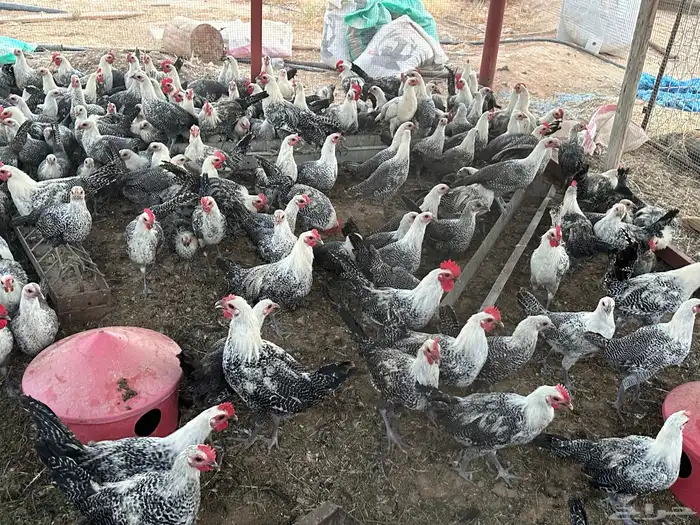 دجاج فيومي العمر اسبوع وشهرين واربع شهور 1