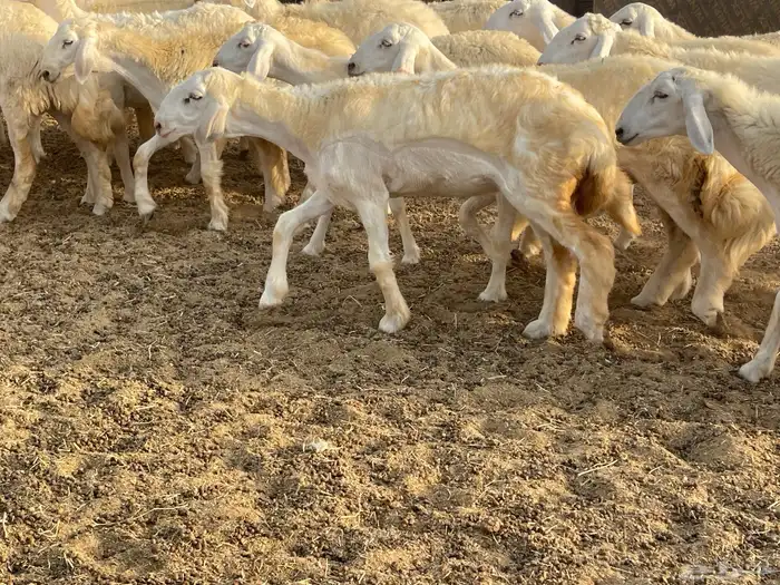 رخال مقاني 8