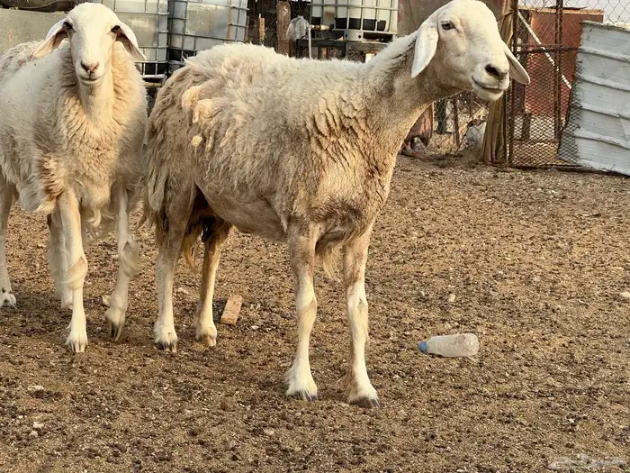 نعجه وبنتها دفيع 5