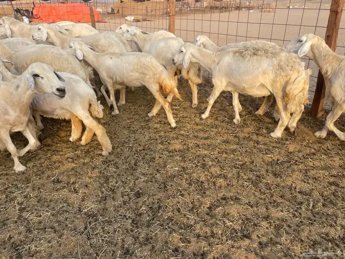 غنم خلفات ودفيع 6