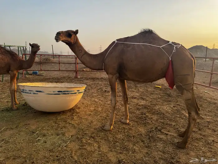 للبيع عشرا معها بكره ومعشر ساحلية 12