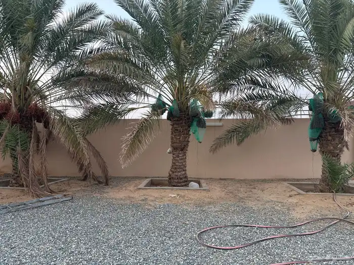 نخل صفري 0