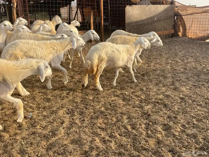 رخال مقاني 10