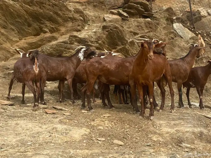 معزا حمر العدد 12 معزا واحد تيس 2 بهم توم 2