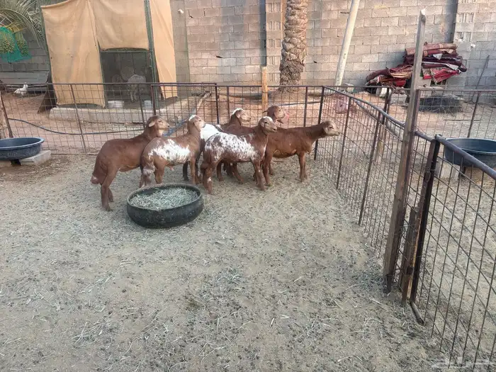 طليان مهجنة ساكني على رفيديه 0