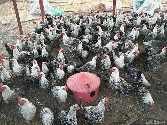 دجاج فيومي العمر اسبوع وشهرين واربع شهور 0