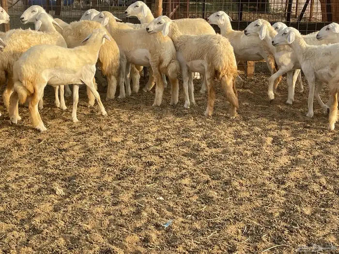 رخال مقاني 12