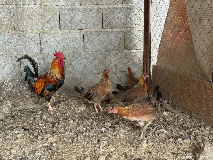 طقم دجاج عربي لون فري 0