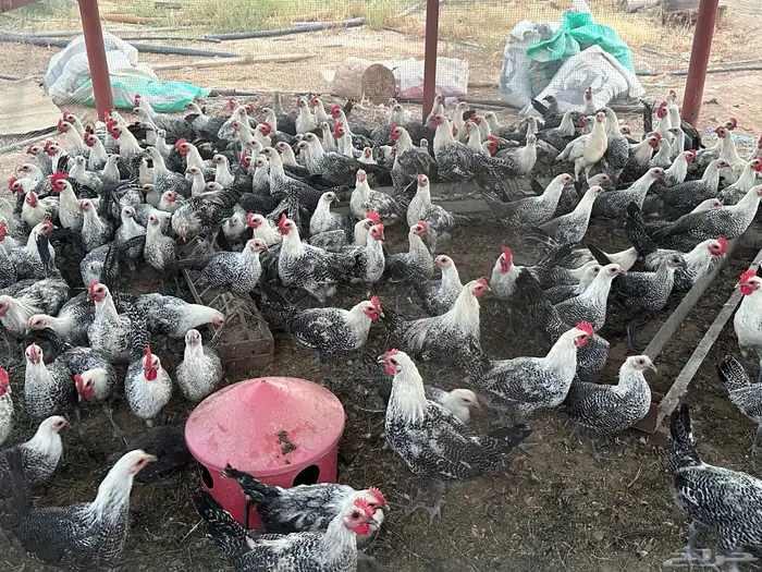 دجاج فيومي العمر اسبوع وشهرين واربع شهور 2